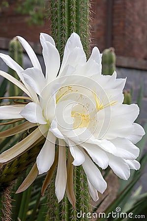 Large white flower of an soehrensia spachiana or white torch cactus Stock Photo