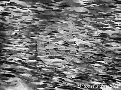 Soft Abstract Full Frame of Fish School in Black and White Stock Photo