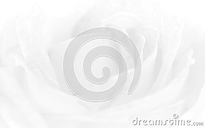 Soft of Abstract white and gray gradient background, closeup and soft view of rose petals, white gradient background, abstract mod Stock Photo