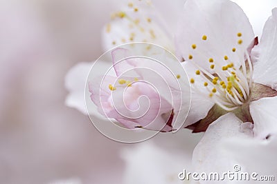 Soft airy japanese sakura in bloom on pink background. Gentle floral romantic elegant artistic image Stock Photo