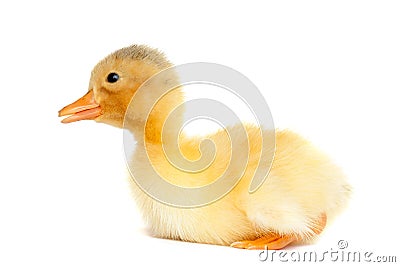Soft baby duck Stock Photo