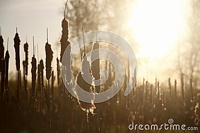 Soft Cattails Beautiful Wildlife Plant Travel Wild Nature Purity Distaff Magical Sunset Sky Background Natural Beauty Magic Stock Photo