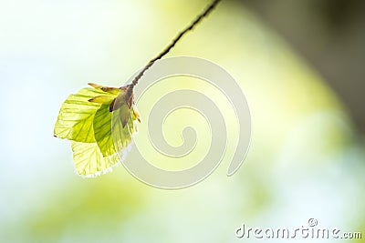 Soft birch leaves Stock Photo
