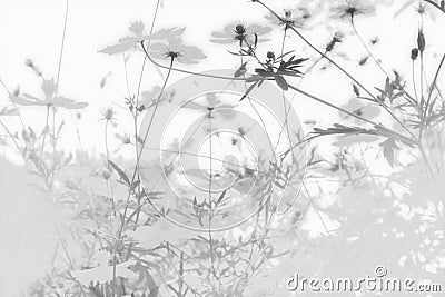 Soft blue abstract background, refreshing summer with of cosmos flowers in the garden. Black and white Stock Photo