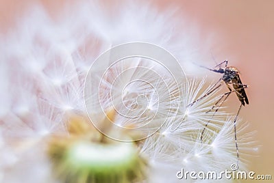 Soft blurred background with dandelion fluff and mosquito on dandelion fluff Stock Photo