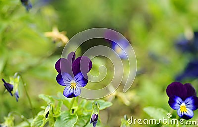 Soft blurred green background border violets Stock Photo