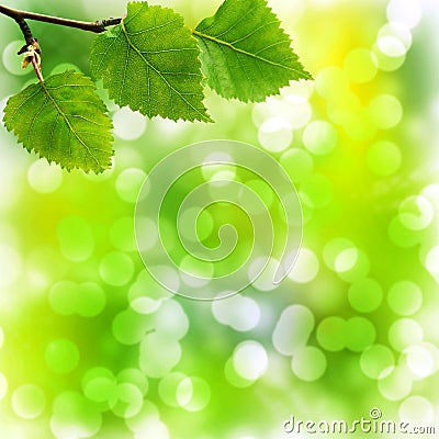 Soft Bokeh Background with Birch Leaves Stock Photo