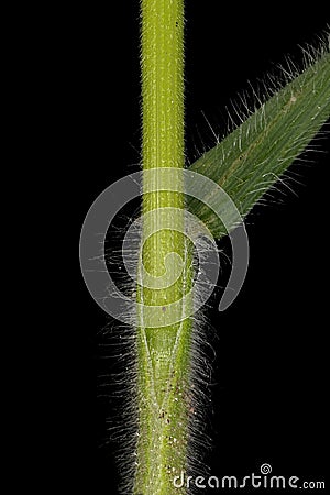 Soft Brome Bromus hordeaceus. Culm and Leaf Sheath Closeup Cartoon Illustration