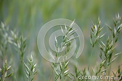 Soft brome Bromus hordeaceus in a field - Bull grass, Soft cheat, Soft chess Stock Photo