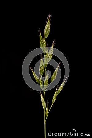 Soft Brome Bromus hordeaceus. Inflorescence Closeup Cartoon Illustration