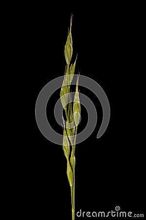 Soft Brome Bromus hordeaceus. Inflorescence Closeup Cartoon Illustration