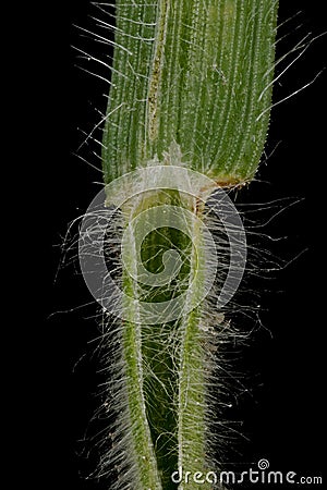 Soft Brome Bromus hordeaceus. Ligule and Leaf Sheath Closeup Cartoon Illustration