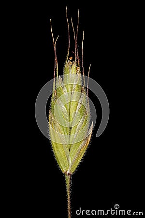 Soft Brome Bromus hordeaceus. Spikelet Closeup Cartoon Illustration