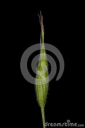 Soft Brome Bromus hordeaceus. Spikelet Closeup Cartoon Illustration