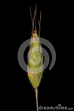 Soft Brome Bromus hordeaceus. Spikelet Closeup Cartoon Illustration