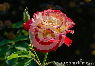 Soft close-up of beautiful rose Double Delight. Luxurious purple rose with yellow heart against the background Stock Photo