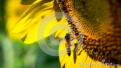 Soft Focus,Close up,Low light macro,The camera can capture the bees eating nectar from the sunflower, the bees pollinate the sunfl Stock Photo