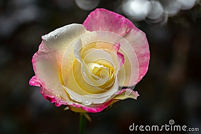 Soft close-up of tender beautiful rose Double Delight against the black background with white bokeh. Luxurious rose with yellow he Stock Photo