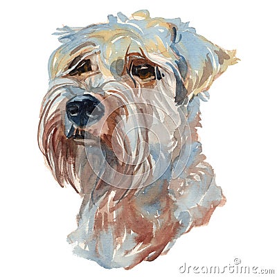 The soft-coated wheaten terrier watercolor hand painted dog port Stock Photo