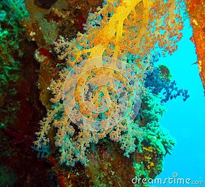 Soft coral from the Alicyonariaceae family (Alcyonacea) on a coastal reef in the Red Sea Stock Photo