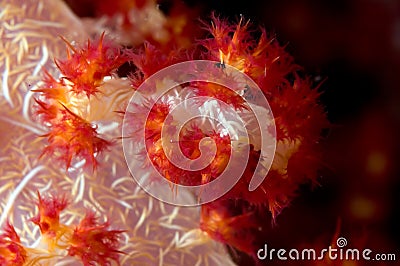 Soft coral close-up Indonesia Sulawesi Stock Photo