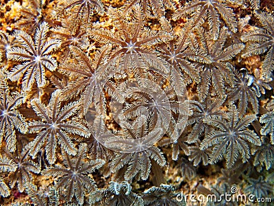 Soft coral, scuba diving in Egypt Stock Photo