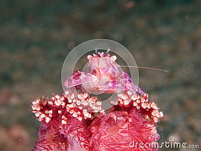 Soft coral porcelain crab with eggs, Raja Ampat, Indonesia Stock Photo