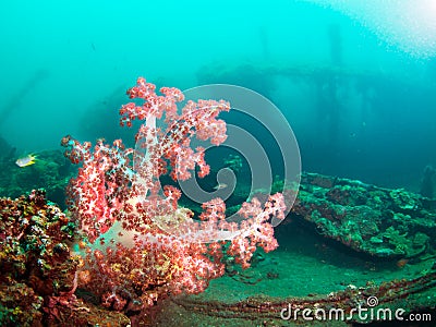 Soft coral on a shipwreck Stock Photo