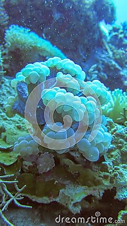 Soft coral of slightly blue color. Sea anemone. Dense overgrown coral bedrock. Colorful underwater life. Stock Photo