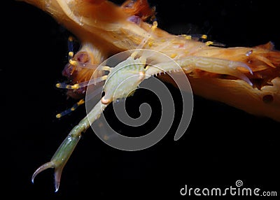 Soft coral tiny crab Stock Photo