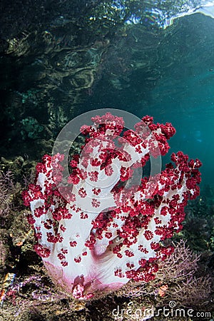 Soft Coral in Tropical Pacific Stock Photo