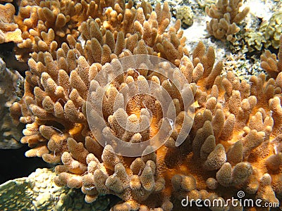 Soft corals Stock Photo