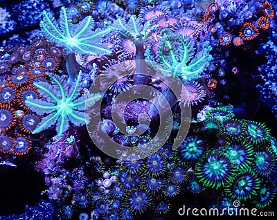 Soft corals Stock Photo