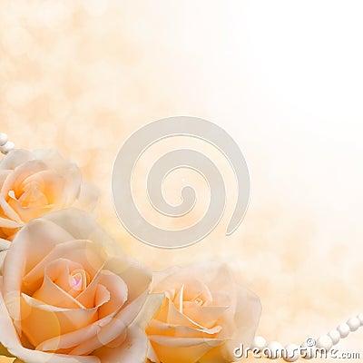 Soft cream roses on blurred background Stock Photo