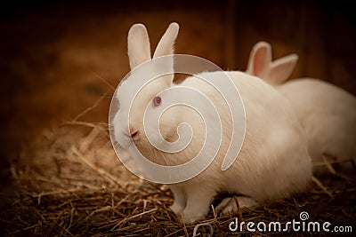 Soft cute curious portrait white rabbit. Stock Photo