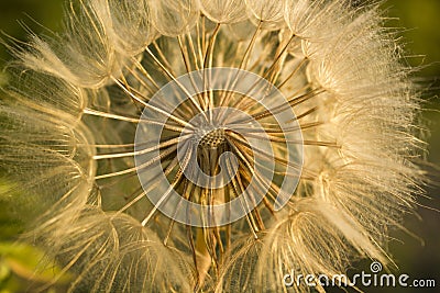 Soft dandelion flower closeup, abstract spring nature background Stock Photo