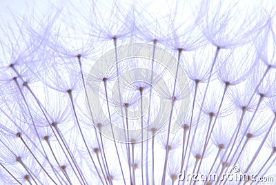 Soft dandelion seeds Stock Photo