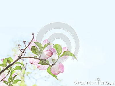 Soft and delicate dogwood blossoms on branch background Stock Photo