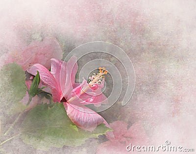 Pink Hibiscus Stock Photo