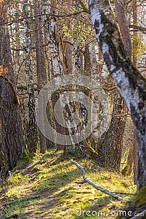 Soft evening light in birch forest Stock Photo