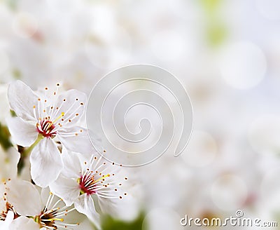 Soft floral background Stock Photo