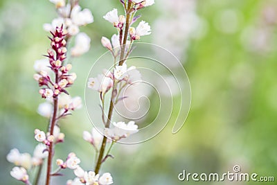 Soft Floral Background Blurs as a Design Resource Stock Photo