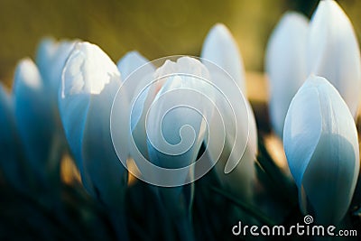 Soft flowers up and personal. Stock Photo