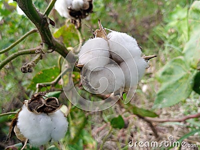 Soft fluffy fiber cotton plant. Stock Photo