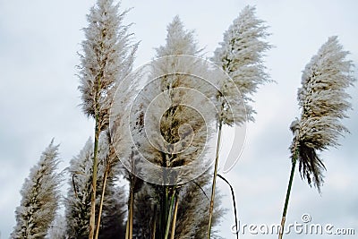 Soft fluffy tall Pampas Plume Grass beige plumes on a cloudy da Stock Photo