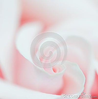 Soft focus, abstract floral background, pink rose flower. Macro flowers backdrop for holiday brand design Stock Photo