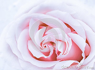 Soft focus, abstract floral background, purple rose flower. Macro flowers backdrop for holiday brand design Stock Photo