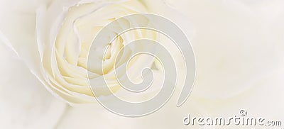 Soft focus, abstract floral background, white rose flower. Macro flowers backdrop for holiday brand design Stock Photo