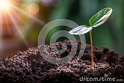 Soft focus of Agriculture, growth of young plant sequence with morning sunlight and green blur background. Stock Photo