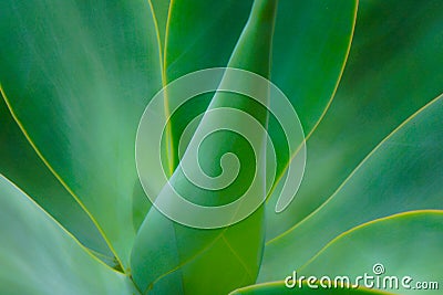 Soft focus Aloe Cactus Plant Stock Photo